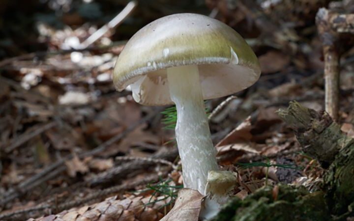 California officials issue warning after fatal wild mushroom poisoning outbreak