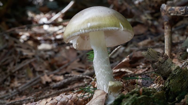 California officials issue warning after fatal wild mushroom poisoning outbreak