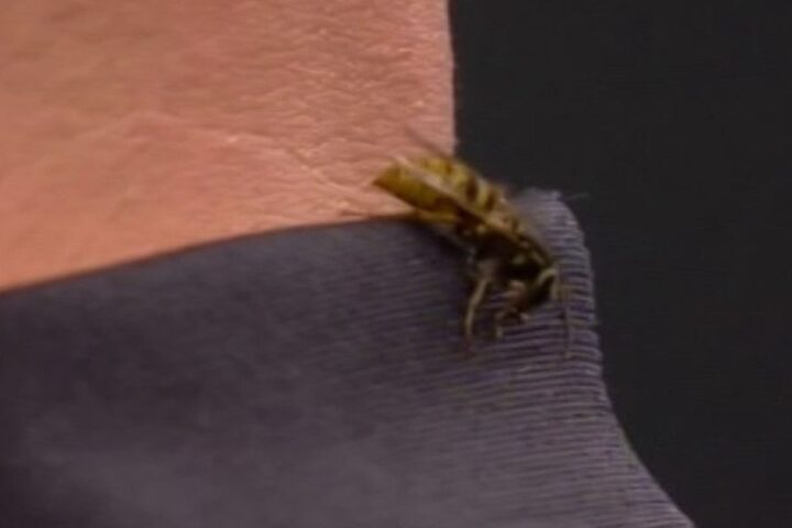 Darts fans concerned as Alexandra Palace wasp meets possible end during championship match