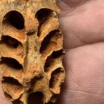 Fossils reveal ancient bees nesting in bone cavities, a unique behavior found in Hispaniola