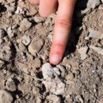 Fossils reveal coexistence of two ancient human ancestor species in Ethiopia