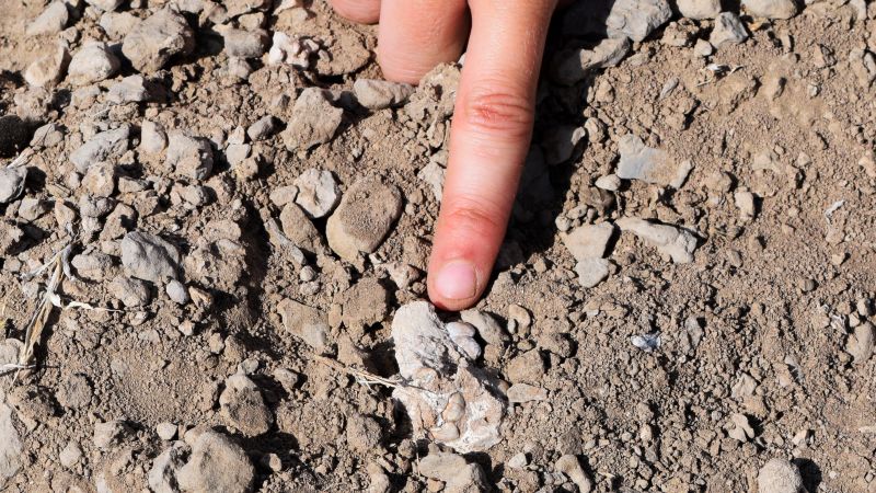 Fossils reveal coexistence of two ancient human ancestor species in Ethiopia