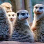 Humans more monogamous than primates, less so than beavers, study finds