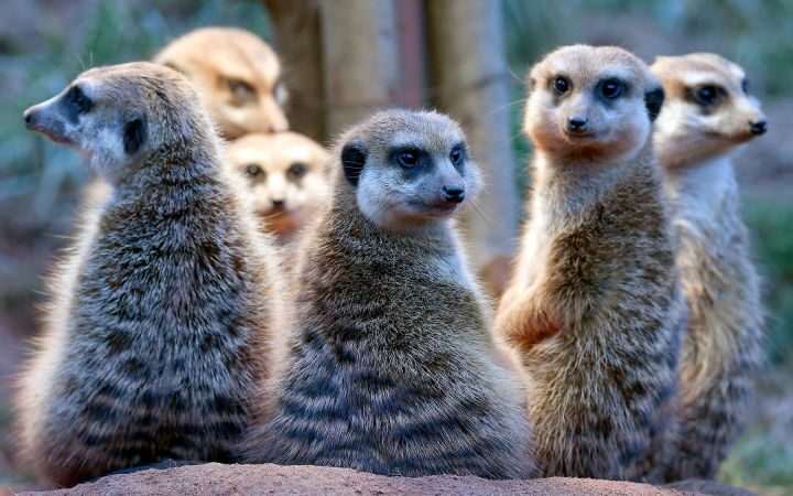 Humans more monogamous than primates, less so than beavers, study finds