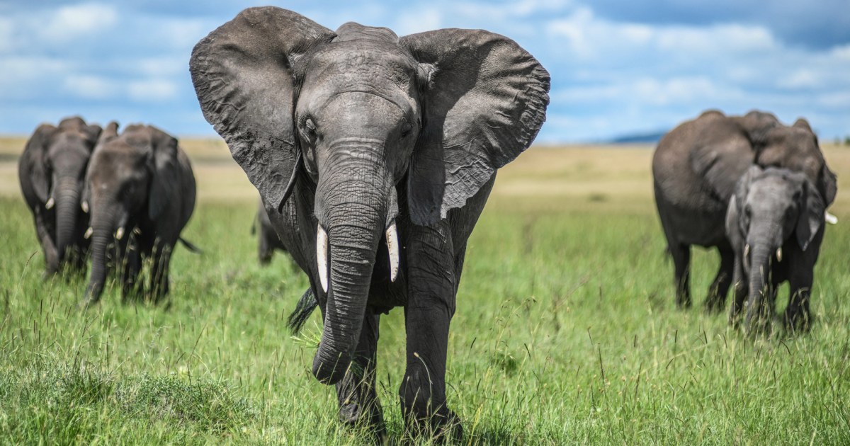 Kenyans demonstrate in response to elephant attacks that killed four in a week