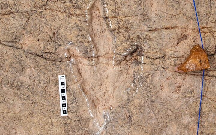 More than 16,000 fossil tracks discovered at Bolivia's ancient dinosaur highway