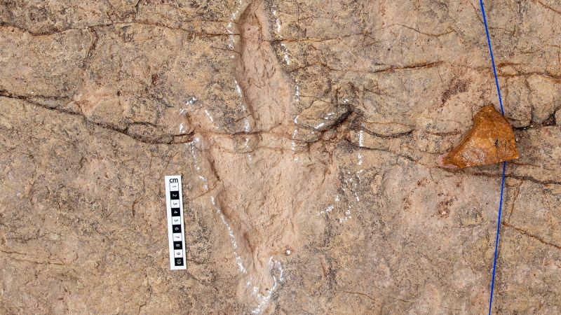 More than 16,000 fossil tracks discovered at Bolivia's ancient dinosaur highway