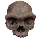 New evidence sheds light on Denisovan ancestry and potential connections to Dragon Man