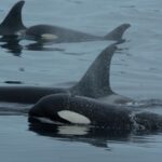 Orcas and dolphins collaborate in hunting behavior, revealing new insights into their interactions