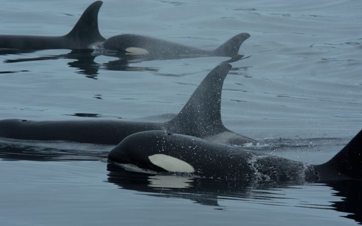 Orcas and dolphins collaborate in hunting behavior, revealing new insights into their interactions