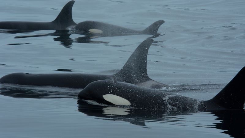 Orcas and dolphins collaborate in hunting behavior, revealing new insights into their interactions