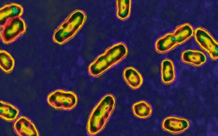 Volcanic eruption may have triggered conditions for the Black Death, study finds