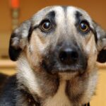 Joint Serbian and Russian intelligence tests of sound weapons spark outrage after Belgrade protests