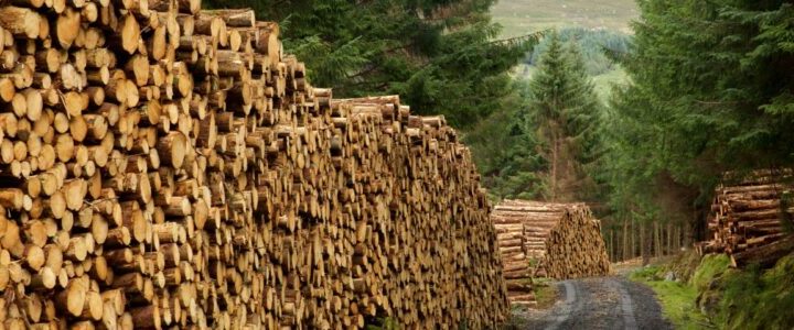 Ukraine and Germany deepen forestry cooperation to support EU climate goals