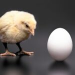 Ukraine emerges as key external supplier easing egg shortages and processing needs in the EU