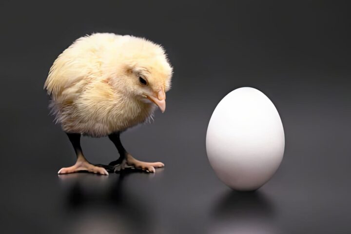 Ukraine emerges as key external supplier easing egg shortages and processing needs in the EU