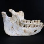 Fossils found in Morocco offer insights into a little-understood period of human evolution