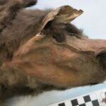 New DNA research uncovers final meal of Ancient Ice Age wolf pup