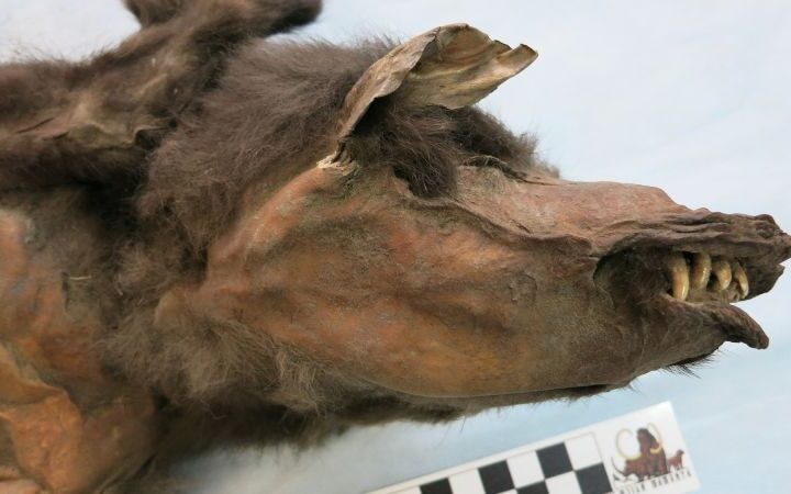 New DNA research uncovers final meal of Ancient Ice Age wolf pup