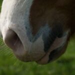 New study reveals horses can detect human fear through smell