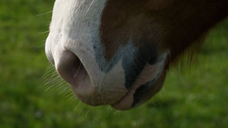 New study reveals horses can detect human fear through smell