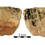 Oldest poison arrows reveal advanced hunting strategies of Stone Age hunter-gatherers in South Africa