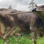 Researchers find that a pet cow demonstrates tool use, challenging perceptions of livestock intelligence