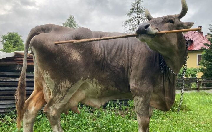 Researchers find that a pet cow demonstrates tool use, challenging perceptions of livestock intelligence