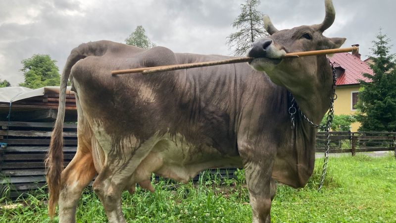 Researchers find that a pet cow demonstrates tool use, challenging perceptions of livestock intelligence