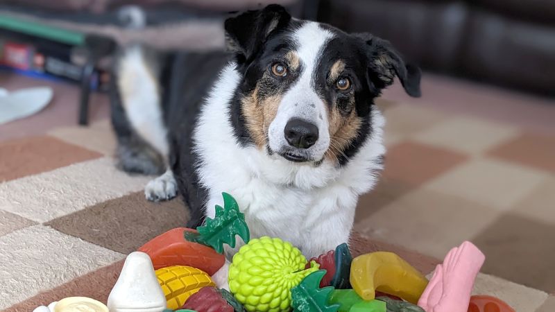 Study reveals dogs can learn new words by eavesdropping on human conversations