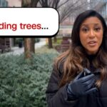 Understanding 'exploding trees': winter phenomenon explained by experts