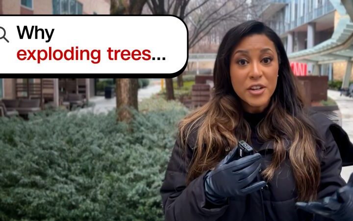 Understanding 'exploding trees': winter phenomenon explained by experts