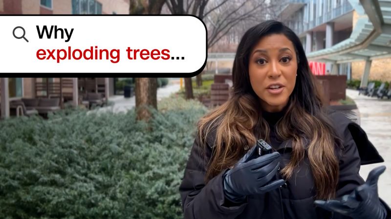 Understanding 'exploding trees': winter phenomenon explained by experts