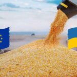Ukrainian corn exports bolster EU food resilience by stabilising supply to key importing states