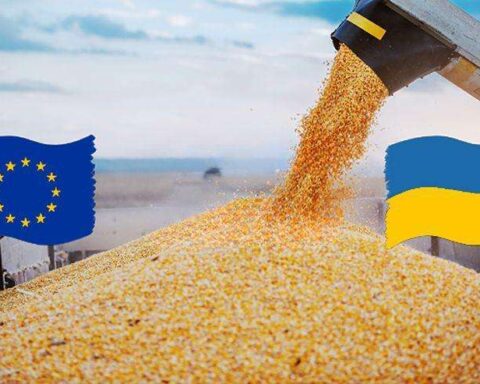 Ukrainian corn exports bolster EU food resilience by stabilising supply to key importing states