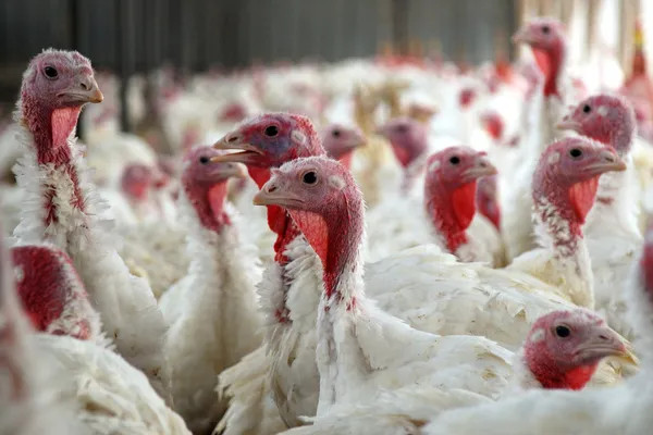 Ukrainian turkey meat strengthens EU supply chains as producers face tightening environmental limits