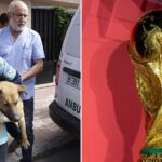 Calls to boycott Morocco's World Cup over allegations of mass dog culling intensify
