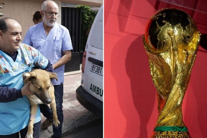 Calls to boycott Morocco's World Cup over allegations of mass dog culling intensify