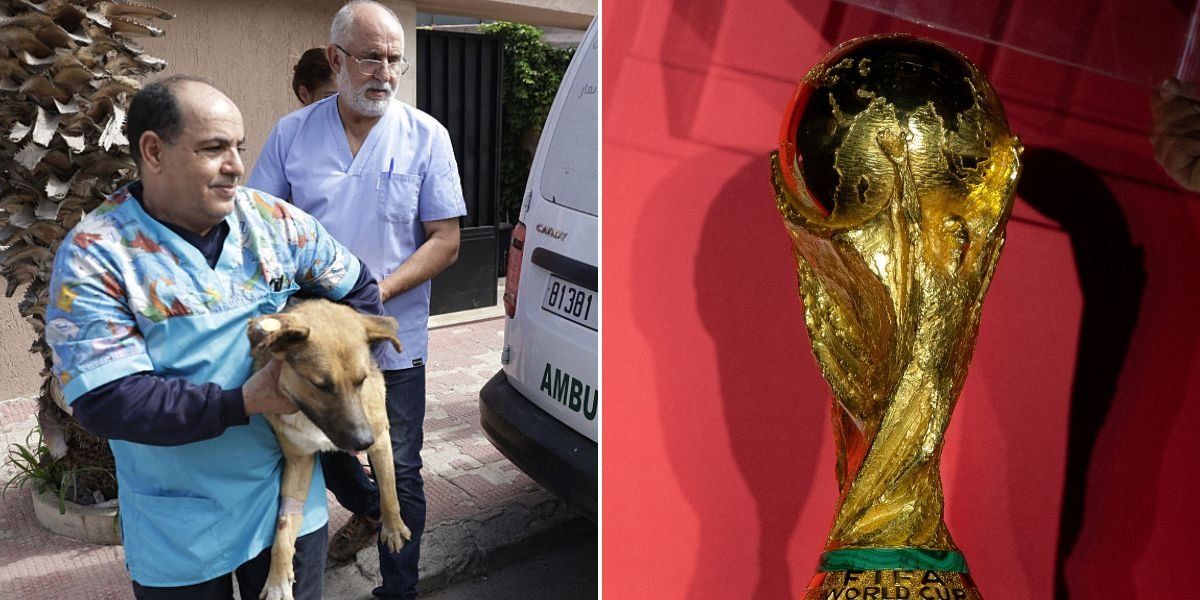 Calls to boycott Morocco's World Cup over allegations of mass dog culling intensify