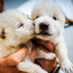 Colossal Biosciences plans biovault for endangered species in Dubai's Museum of the Future