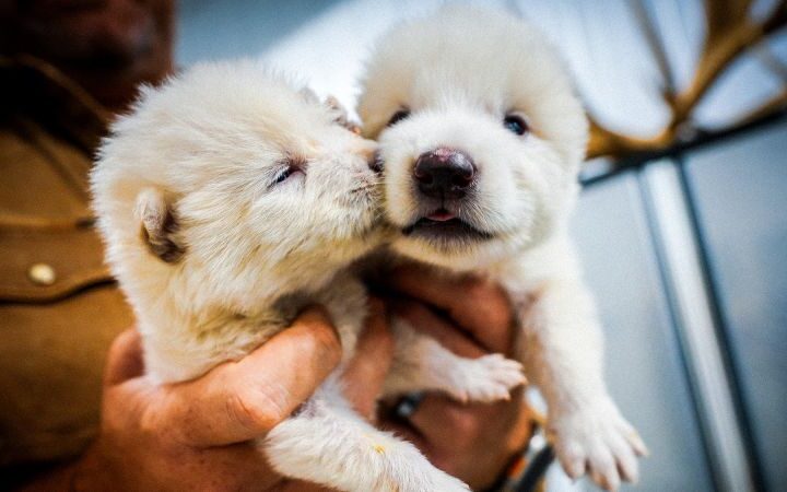 Colossal Biosciences plans biovault for endangered species in Dubai's Museum of the Future