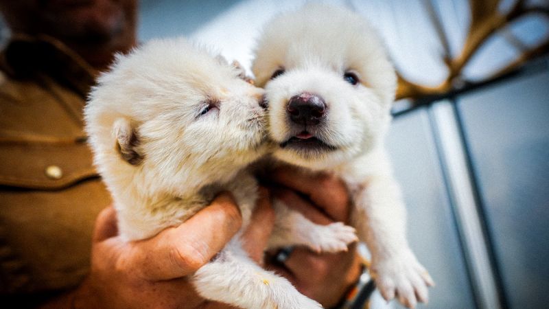 Colossal Biosciences plans biovault for endangered species in Dubai's Museum of the Future