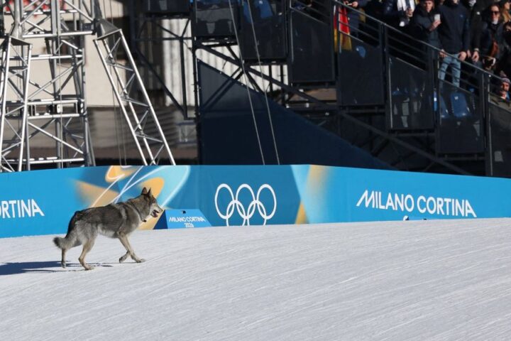 Czech wolfhound disrupts Winter Olympics cross-country skiing event in Italy