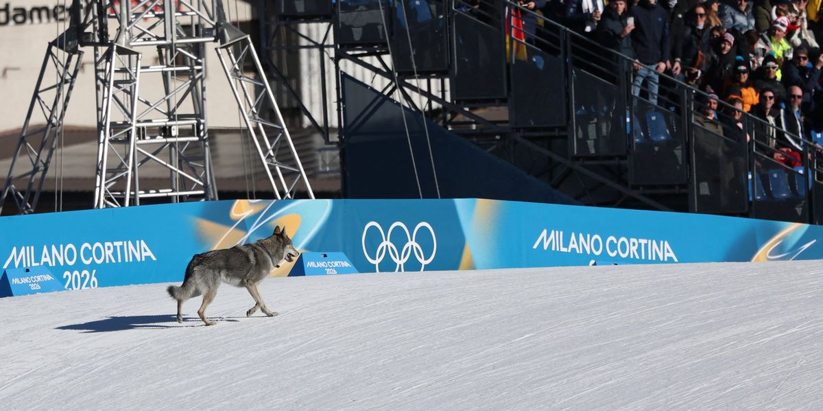 Czech wolfhound disrupts Winter Olympics cross-country skiing event in Italy