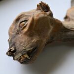 Discovery of mummified cheetahs in Saudi Arabia offers insights for reintroduction efforts