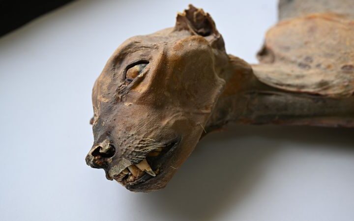 Discovery of mummified cheetahs in Saudi Arabia offers insights for reintroduction efforts