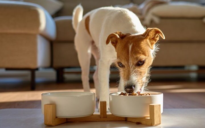Dog food tests reveal dangerous levels of heavy metals and contaminants