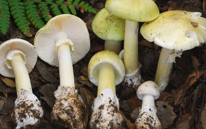 Four dead and three require transplants due to death cap mushroom poisonings in California