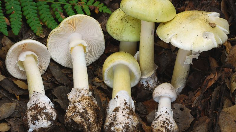 Four dead and three require transplants due to death cap mushroom poisonings in California