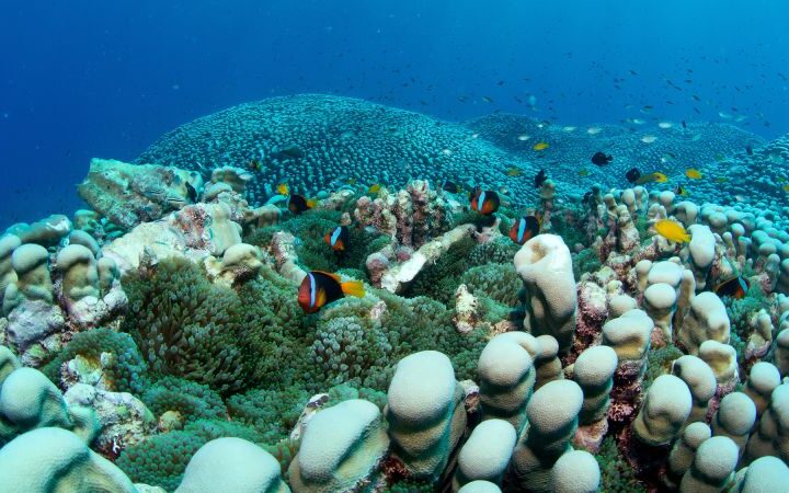 Mother-daughter duo discovers world's largest coral colony on Australia's Great Barrier Reef
